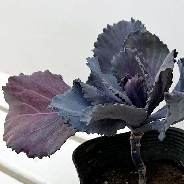 紫キャベツ：ガーデンルビー3.5号ポット
