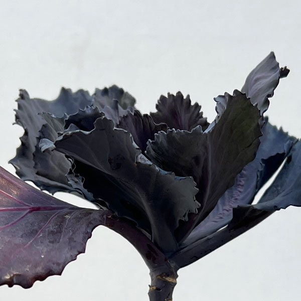 紫キャベツ：ガーデンルビー3.5号ポット