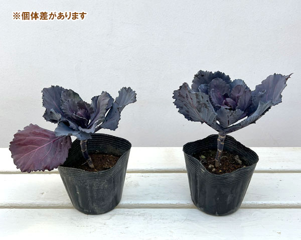 紫キャベツ：ガーデンルビー3.5号ポット