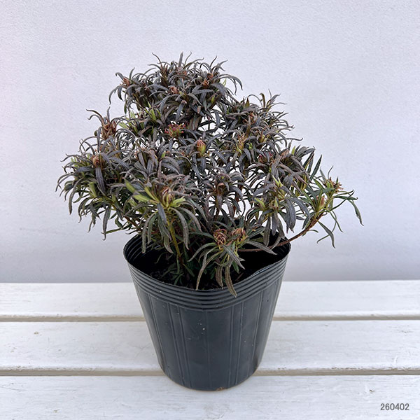 アザレア:スタースタイル・リラスター(紫)5号ポット