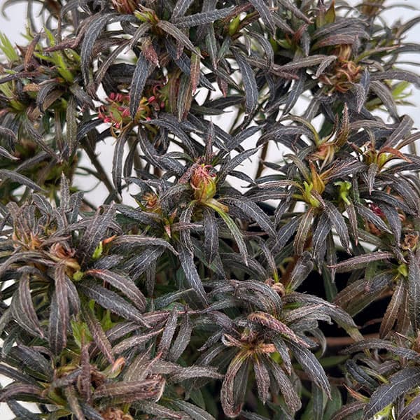 アザレア:スタースタイル・リラスター(紫)5号ポット