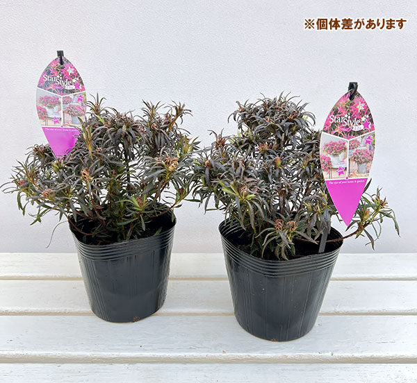 アザレア:スタースタイル・リラスター(紫)5号ポット