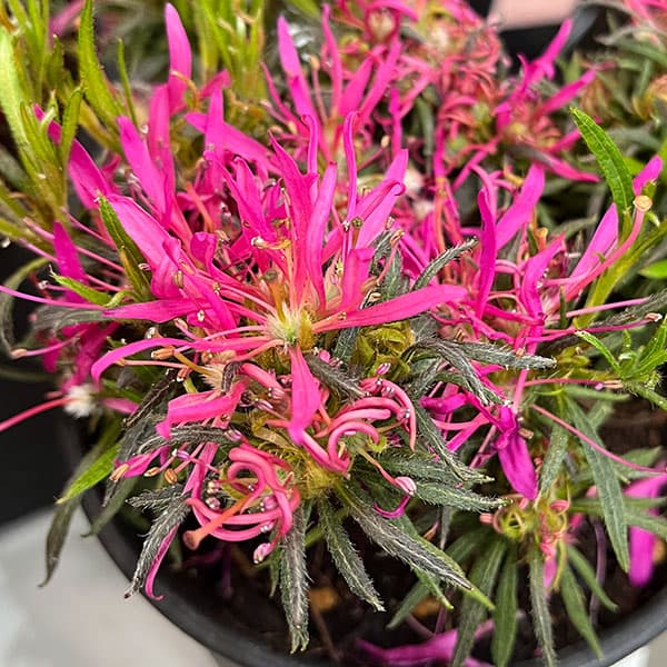 アザレア:スタースタイル・リラスター(紫)5号ポット