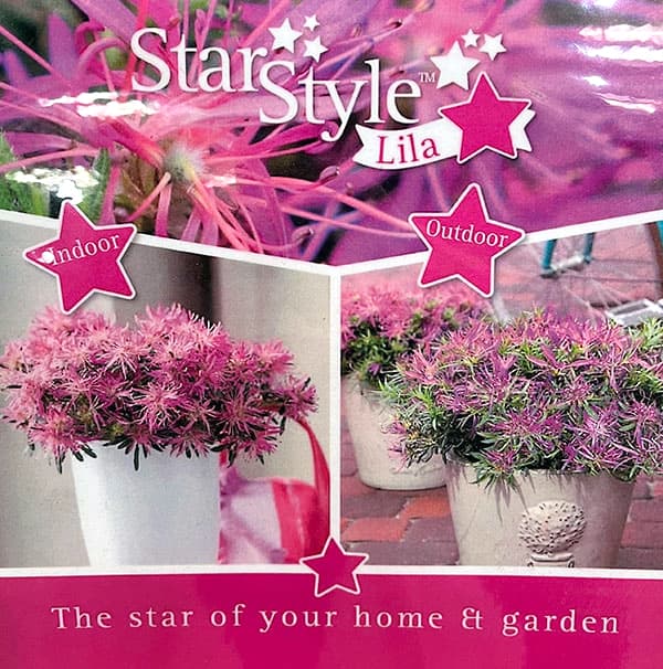 アザレア:スタースタイル・リラスター(紫)5号ポット