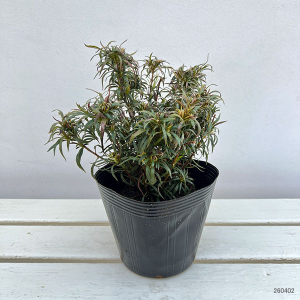 アザレア:スタースタイル・ピンクスター(桃)5号ポット