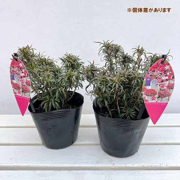 アザレア:スタースタイル・ピンクスター(桃)5号ポット