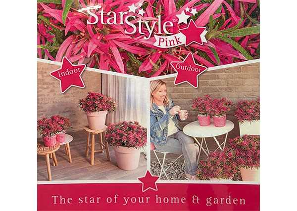 アザレア:スタースタイル・ピンクスター(桃)5号ポット