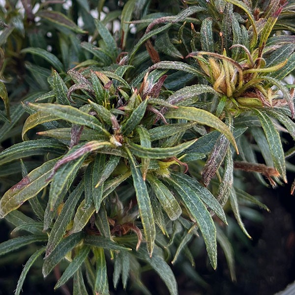 アザレア:スタースタイル・ピンクスター(桃)5号ポット