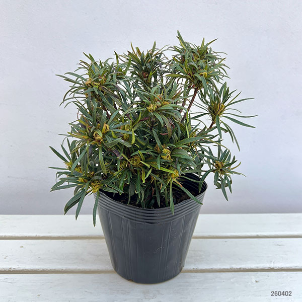 アザレア:スタースタイル・ホワイトスター(白)5号ポット