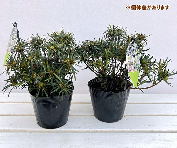 アザレア:スタースタイル・ホワイトスター(白)5号ポット