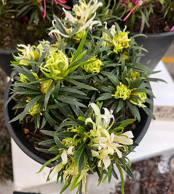 アザレア:スタースタイル・ホワイトスター(白)5号ポット