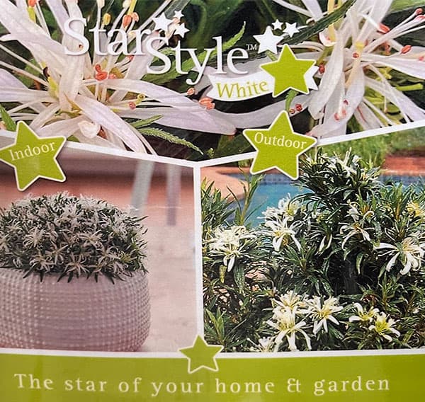 アザレア:スタースタイル・ホワイトスター(白)5号ポット