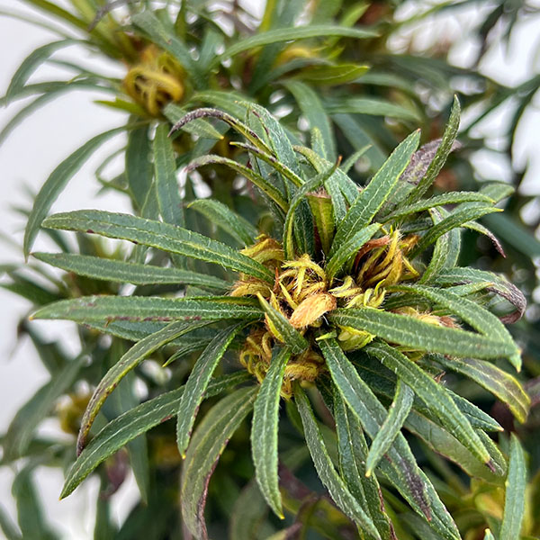 アザレア:スタースタイル・ホワイトスター(白)5号ポット