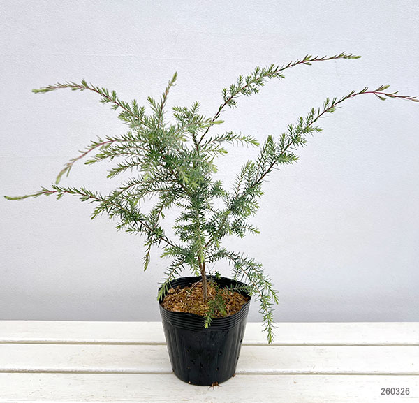 メラレウカ：ハニーベルベット5号ポット