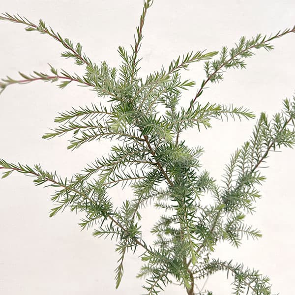 メラレウカ：ハニーベルベット5号ポット