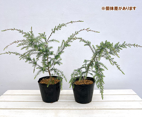 メラレウカ：ハニーベルベット5号ポット