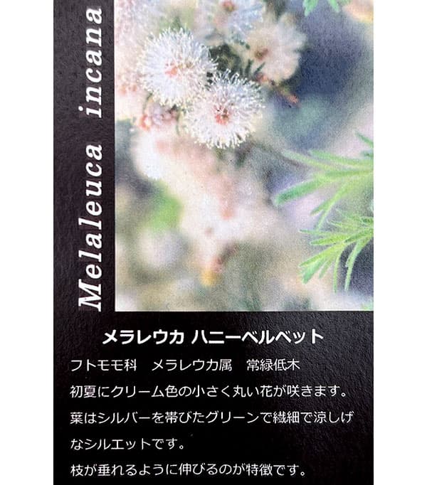 メラレウカ：ハニーベルベット5号ポット