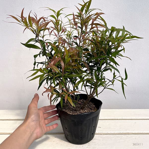 カリステモン：グレートボール オブ ファイヤー5号ポット