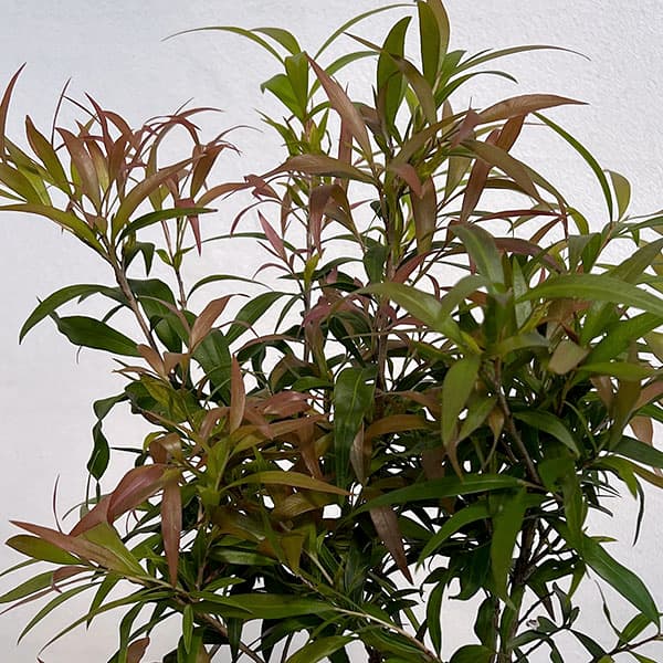 カリステモン：グレートボール オブ ファイヤー5号ポット