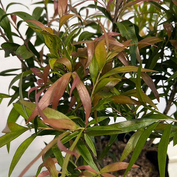 カリステモン：グレートボール オブ ファイヤー5号ポット