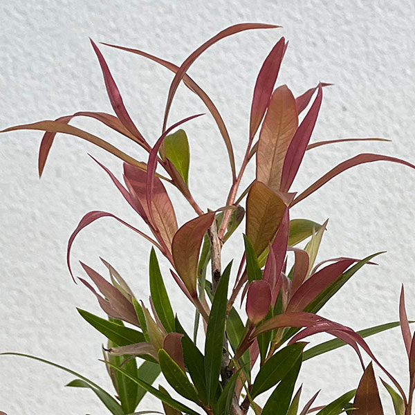 カリステモン：グレートボール オブ ファイヤー5号ポット