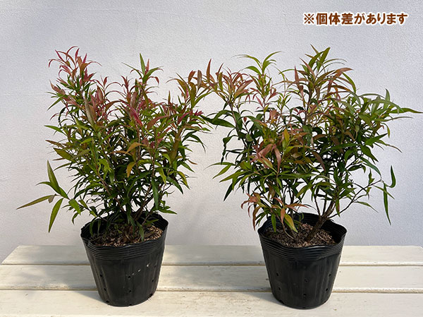 カリステモン：グレートボール オブ ファイヤー5号ポット