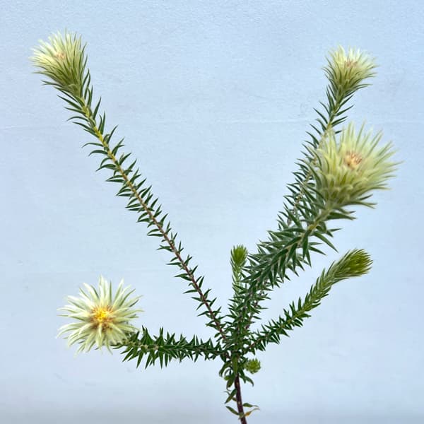 フィリカ プベッセンス：ワフトフェザー4号ポット