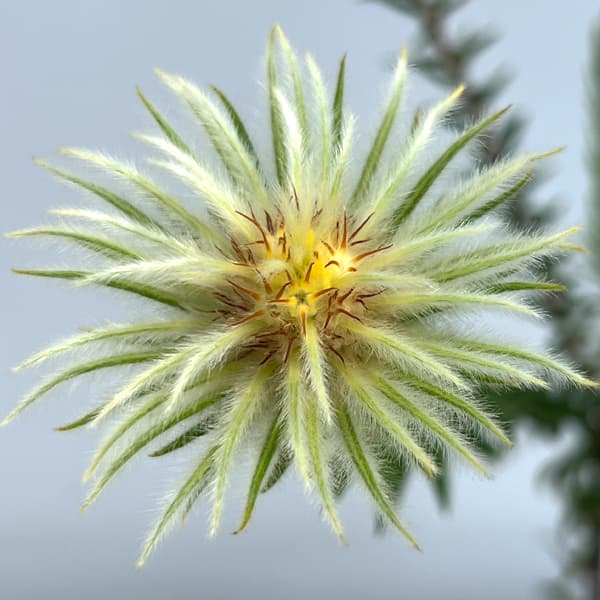 フィリカ プベッセンス：ワフトフェザー4号ポット