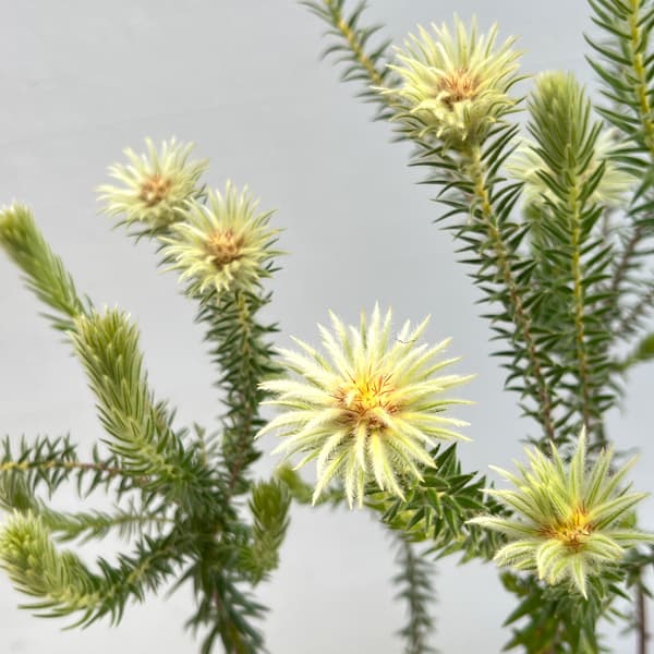 フィリカ プベッセンス：ワフトフェザー4号ポット