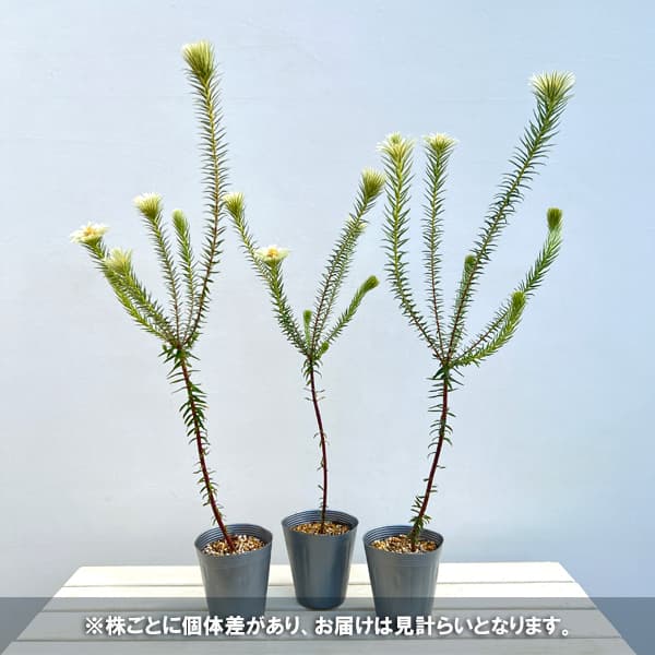 フィリカ プベッセンス：ワフトフェザー4号ポット