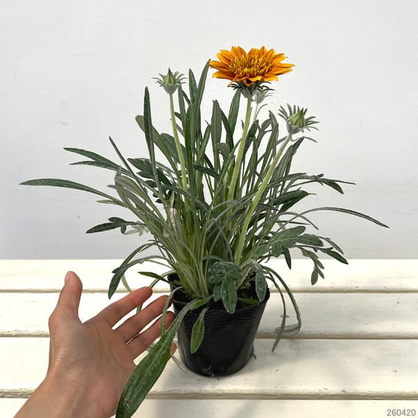 八重咲きガザニア：ロミーヌ チョコレート3.5号ポット