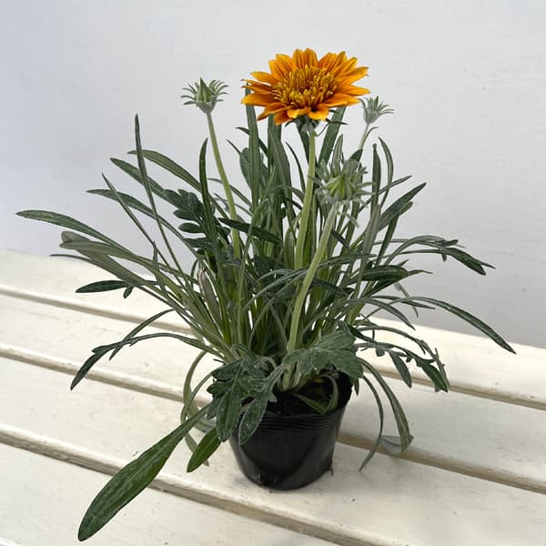 八重咲きガザニア：ロミーヌ チョコレート3.5号ポット