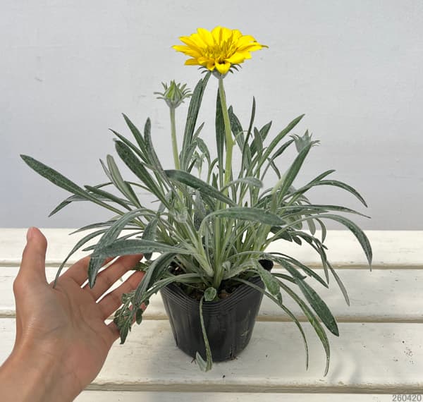 八重咲きガザニア：ロミーヌ レモンイエロー3.5号ポット