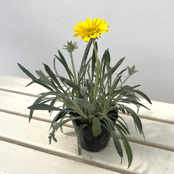 八重咲きガザニア：ロミーヌ レモンイエロー3.5号ポット