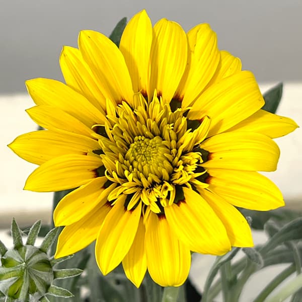 八重咲きガザニア：ロミーヌ レモンイエロー3.5号ポット