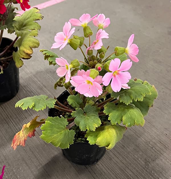 プリムラ　シネンシス：ジョリーステラ ピンク3.5号ポット