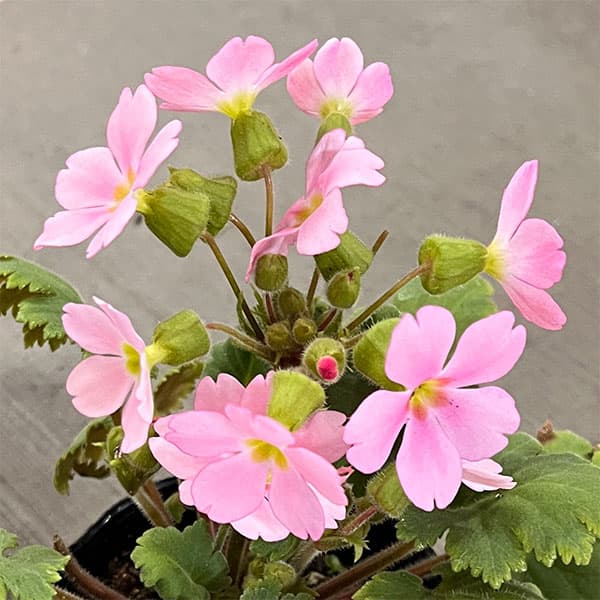 プリムラ　シネンシス：ジョリーステラ ピンク3.5号ポット