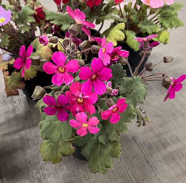 プリムラ　シネンシス：ジョリーステラ　ローズ3.5号ポット