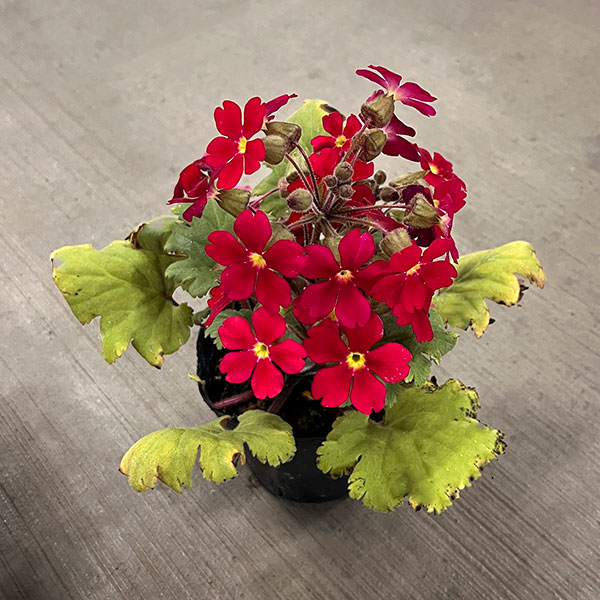 プリムラ　シネンシス：ジョリーステラ　レッド3.5号ポット