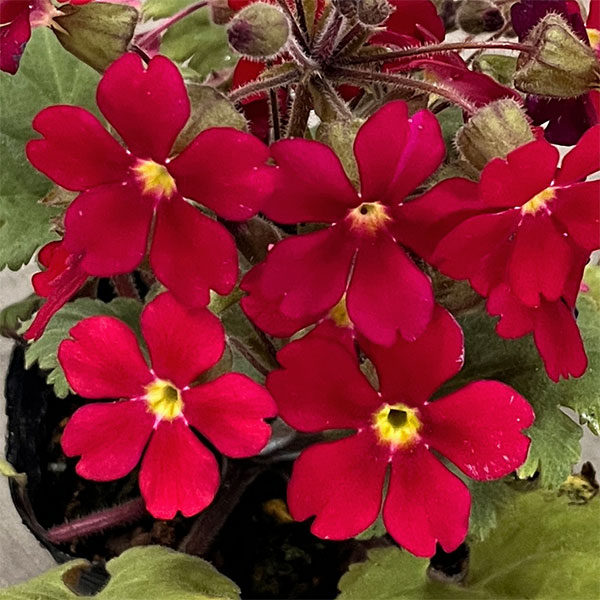 プリムラ　シネンシス：ジョリーステラ　レッド3.5号ポット