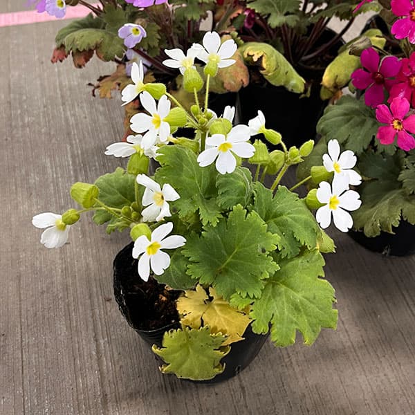 プリムラ　シネンシス：ジョリーステラ　ホワイト3.5号ポット