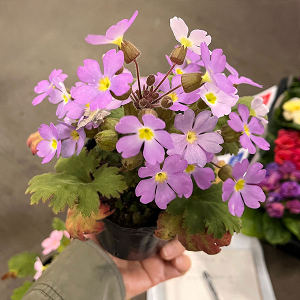 プリムラ　シネンシス：ジョリーステラ　ラベンダー3.5号ポット