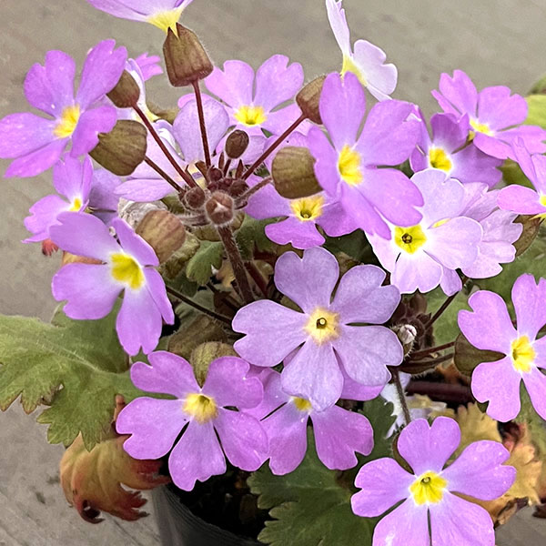 プリムラ　シネンシス：ジョリーステラ　ラベンダー3.5号ポット