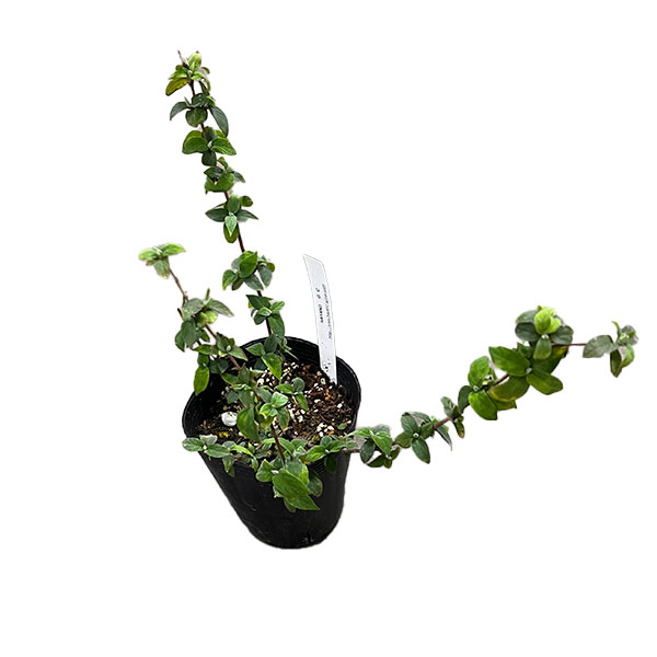 ウツギ（空木）：シセンウツギ（四川空木）4号ポット