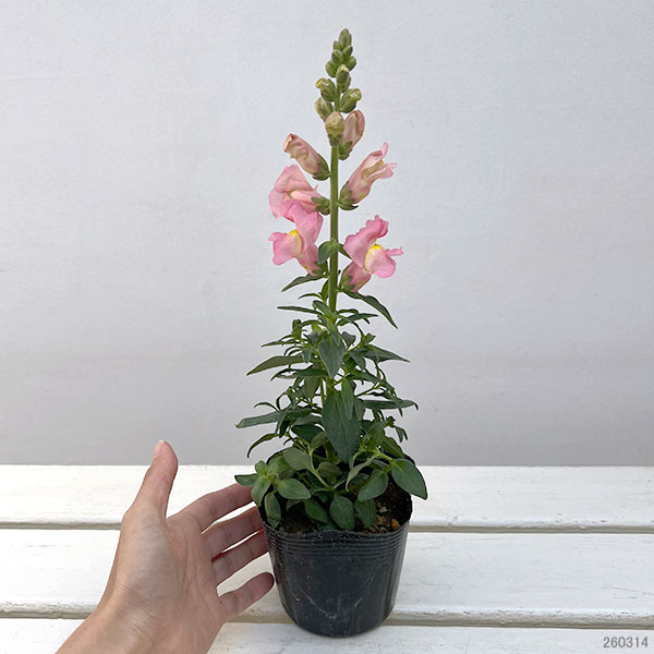 キンギョソウ（金魚草）：キャンディートップス　ピンクSK1-92(試作）3.5号ポット