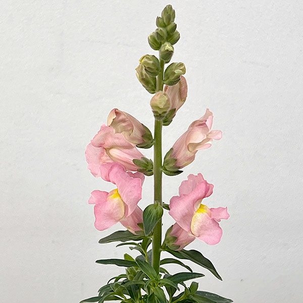 キンギョソウ（金魚草）：キャンディートップス　ピンクSK1-92(試作）3.5号ポット