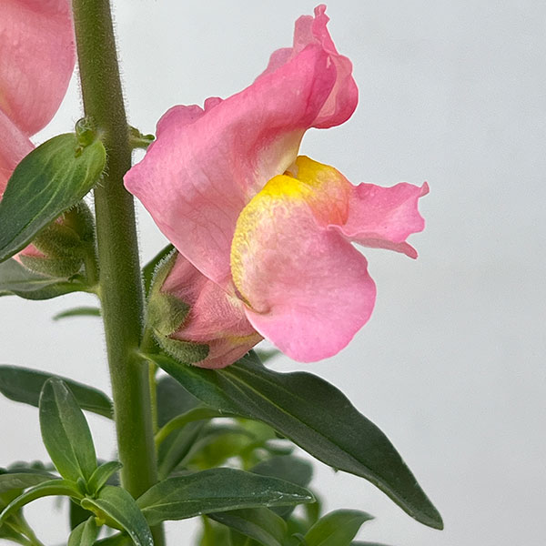 キンギョソウ（金魚草）：キャンディートップス　ピンクSK1-92(試作）3.5号ポット