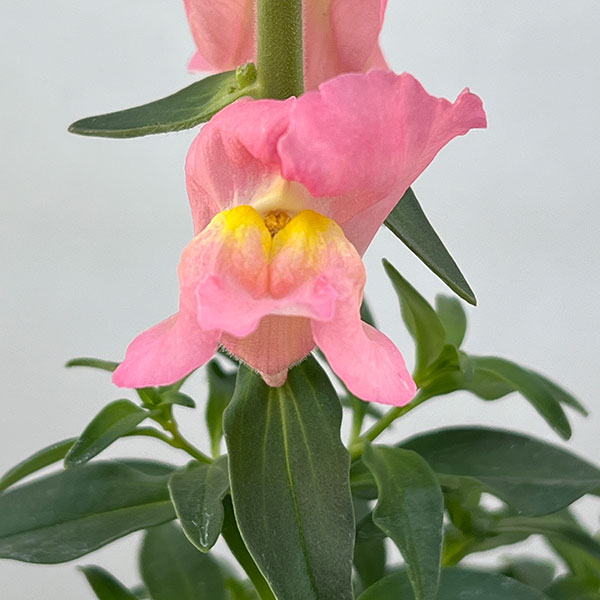 キンギョソウ（金魚草）：キャンディートップス　ピンクSK1-92(試作）3.5号ポット