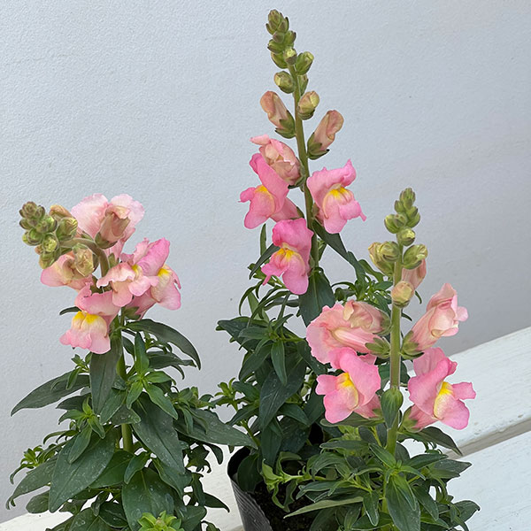 キンギョソウ（金魚草）：キャンディートップス　ピンクSK1-92(試作）3.5号ポット