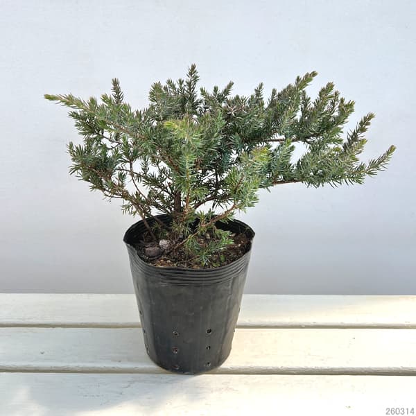 コニファー(這性):サンフラワー5号ポット